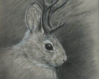 Dessin Jackalope au fusain