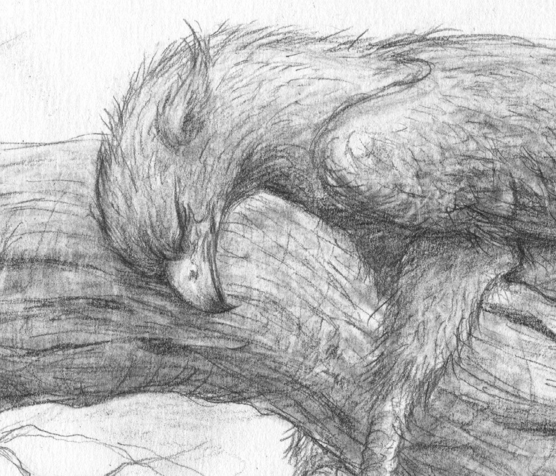 Sleeping Griffin Pencil Drawing - Etsy
