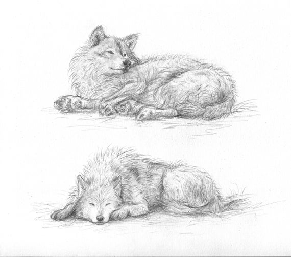 easy wolf pencil drawing
