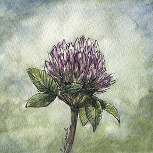 Aquarelle fleur de trèfle