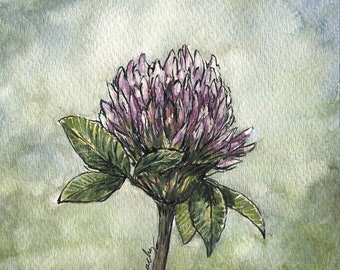 Peinture à l’aquarelle de fleur de trèfle