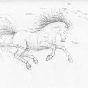 Kelpie pencil drawing