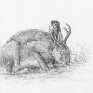 Jackalope pencil drawing