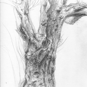 Old Tree pencil drawing