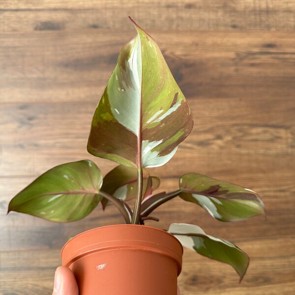 Tricolor White knight philodendron, extremely rare!