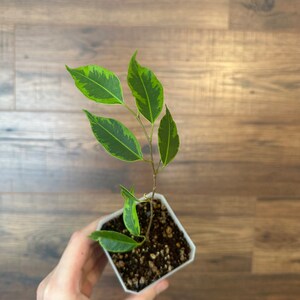 Ficus Benjamina electric lime, great variegation