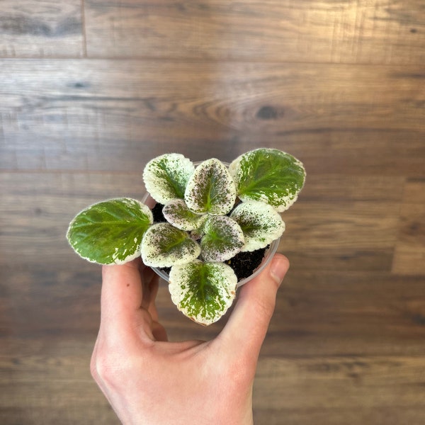 Variegated African violet, Growers choice