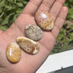 4 pcs Lot of FOSSIL CORAL Top Quality Gemstone Cabochon for Jewelry making at Wholesale Price | SS-21