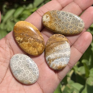 4pcs Lot Fossil Coral Loose Gemstone Cabochons at Wholesale Price for Jewelry Making | Top Quality Gemstone | SS-57