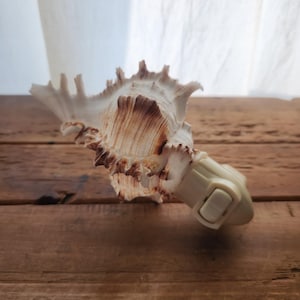 May include: A cream and brown seashell with a textured surface and a distinctive shape. It has a white plastic stopper attached. The seashell is displayed on a wooden surface. The shell's dimensions are approximately 15 cm.