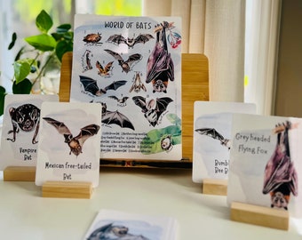 May include: A set of bat-themed educational cards and a poster. The cards show illustrations of different bat species, such as the Vampire Bat and Mexican free-tailed Bat. The poster displays various bat species with the text "WORLD OF BATS". The cards are displayed on small wooden stands.