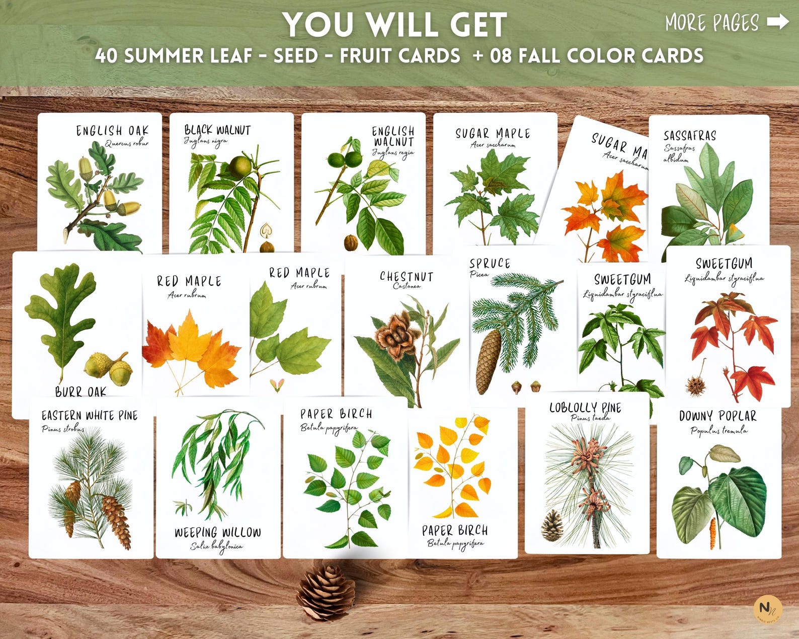 Fall Idendification Tree Identification Flash Cards: Leaves, Nuts, Seeds, Fall Leaf Cards ...