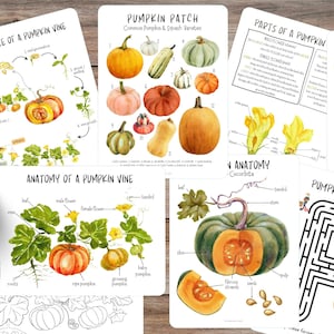 Mini unità di studio sulla zucca, apprendimento scolastico a casa, attività autunnale, anatomia della zucca, autunno di Charlotte Mason, ciclo di vita della zucca, unità di studio sulla natura