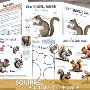 May include: A printable educational worksheet about gray squirrels, featuring an anatomy diagram, life cycle stages, and illustrations of different squirrel species. The worksheet includes the text "Gray Squirrel Anatomy", "Sciurus carolinensis", "Life Cycle of a Gray Squirrel", "Squirrels of North America", and "Squirrel Anatomy & Life Cycle".