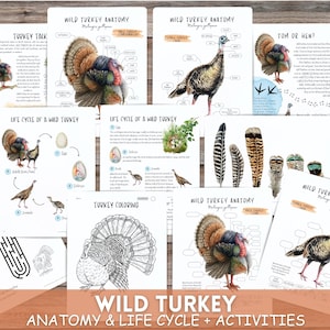 Turkey Mini Unit,Turkey bird life cycle,Thanksgiving unit,Autumn learning,Bird life cycle, Bird anatomy,Wild turkey printable