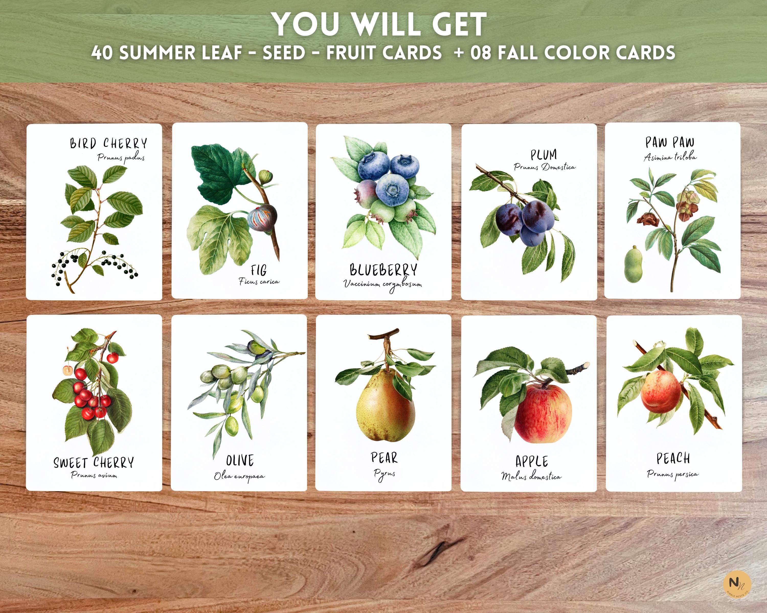 Tree Flash Card Tree Identification Flash Cards: Leaves, Nuts, Seeds, Fall Leaf Cards ...