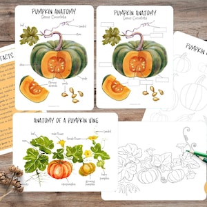 Anatomia dyni do druku: Jesienna aktywność domowa (PDF)