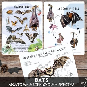 Fledermäuse Ministudie, Fledermauslebenszyklus, Fledermausanatomie, Säugetierstudie, Homeschool-Herbstaktivität, Halloween-Aktivität, Fledermausplakat, Tiereinheitstudie, Herbststudie