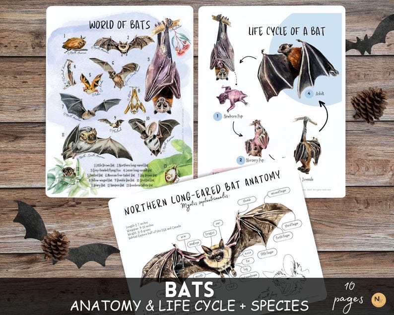 Bats Mini Study,bat Life Cycle,bat Anatomy,mammal Study,homeschool Fall