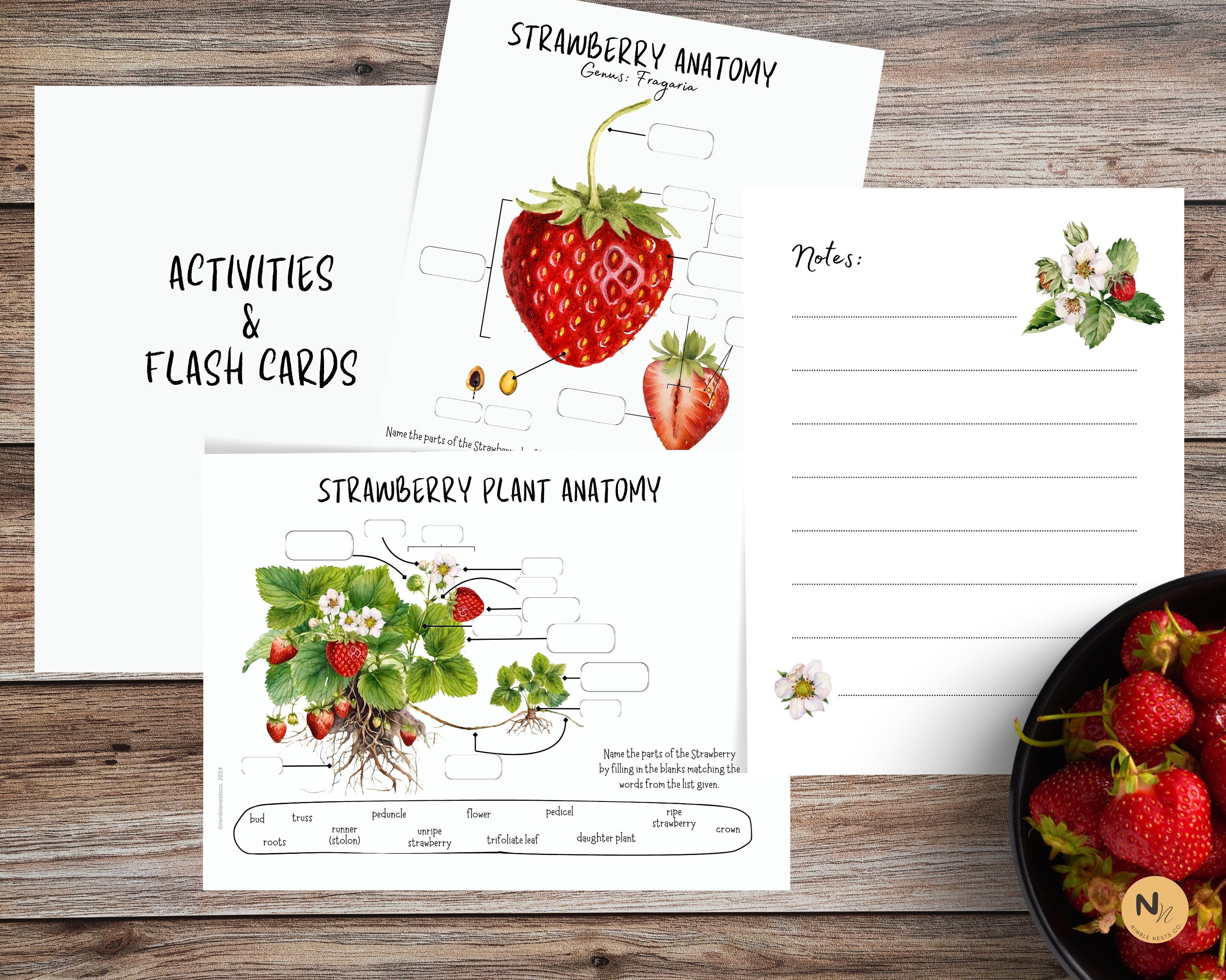 Strawberry Unit Study, Strawberry Anatomy, Strawberry Life Cycle,spring
