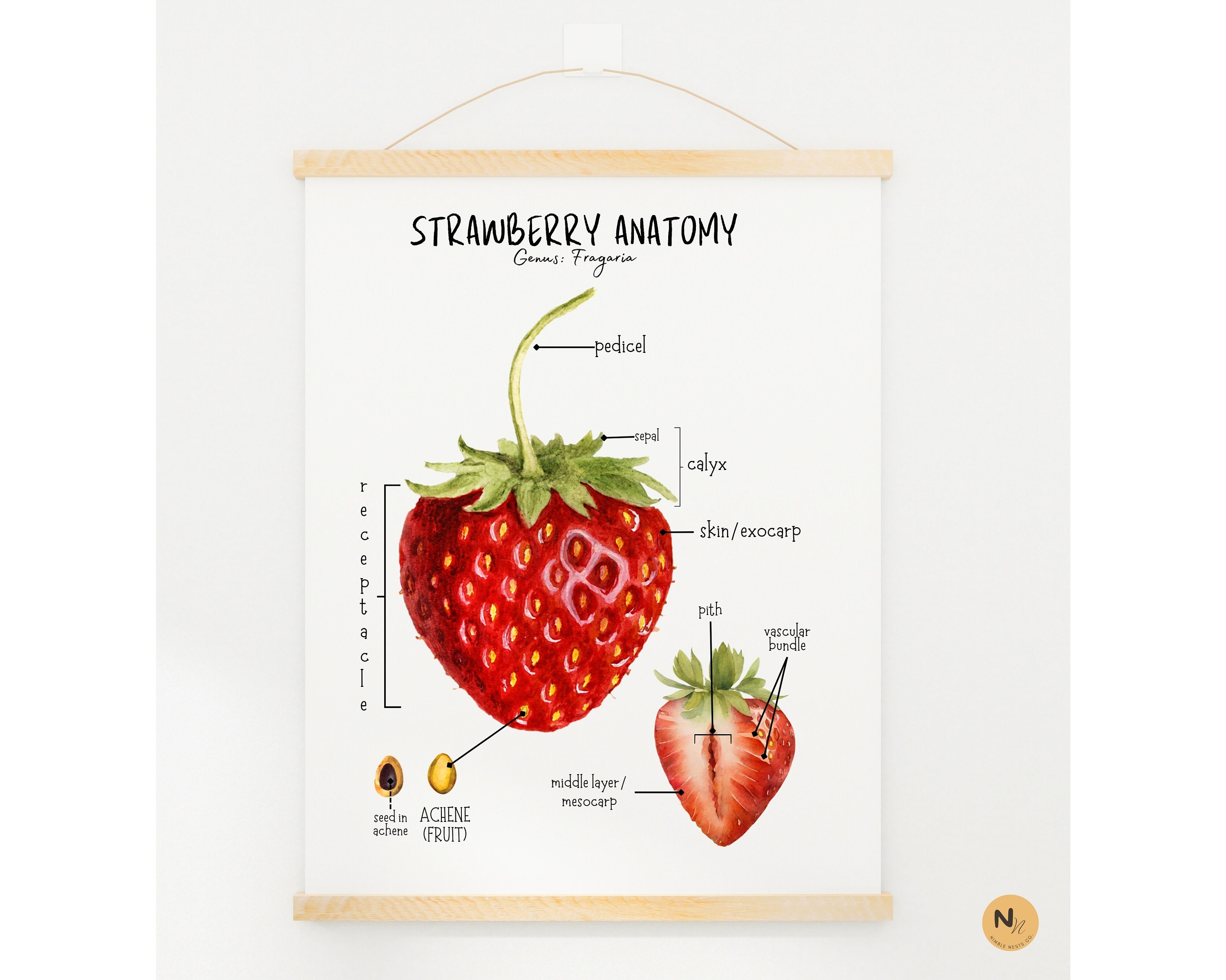 Strawberry Unit Study, Strawberry Anatomy, Strawberry Life Cycle,spring