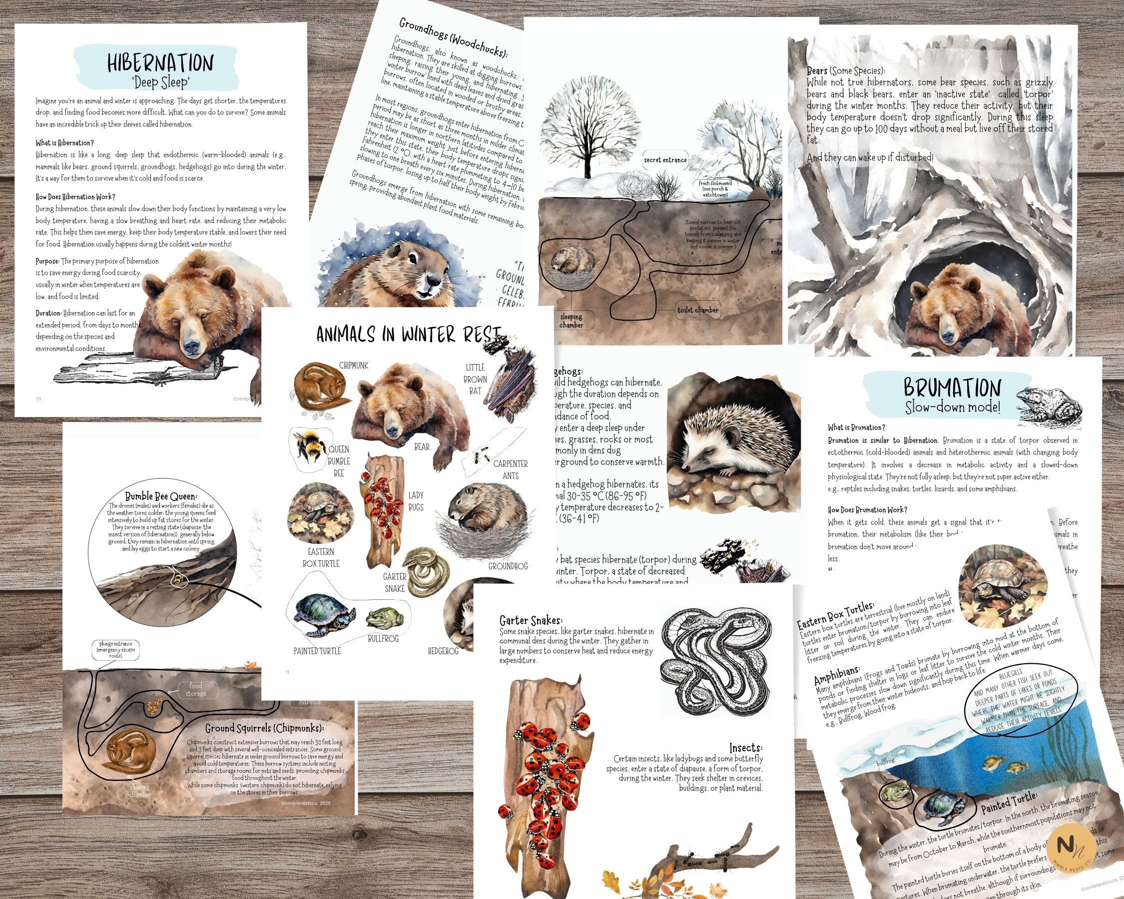 Animals in Winter migrate, Hibernate, Adapt Zoology Printable