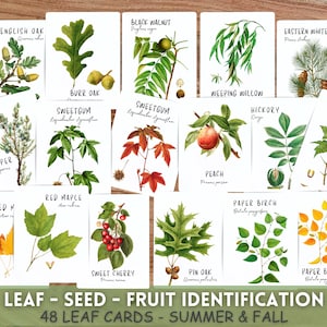 48 schede di identificazione degli alberi, schede flash sulle foglie estive, schede sulle foglie, schede sulle foglie autunnali, studio degli alberi, guida alle specie di alberi, risorse naturalistiche per l'istruzione parentale