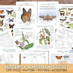 Puede incluir: Un conjunto de materiales educativos sobre mariposas y polillas. El conjunto incluye carteles, diagramas y actividades. Los carteles muestran ilustraciones detalladas de mariposas, orugas y polillas, con diagramas anatómicos e información sobre el ciclo de vida. La paleta de colores es natural, con un enfoque en los insectos.