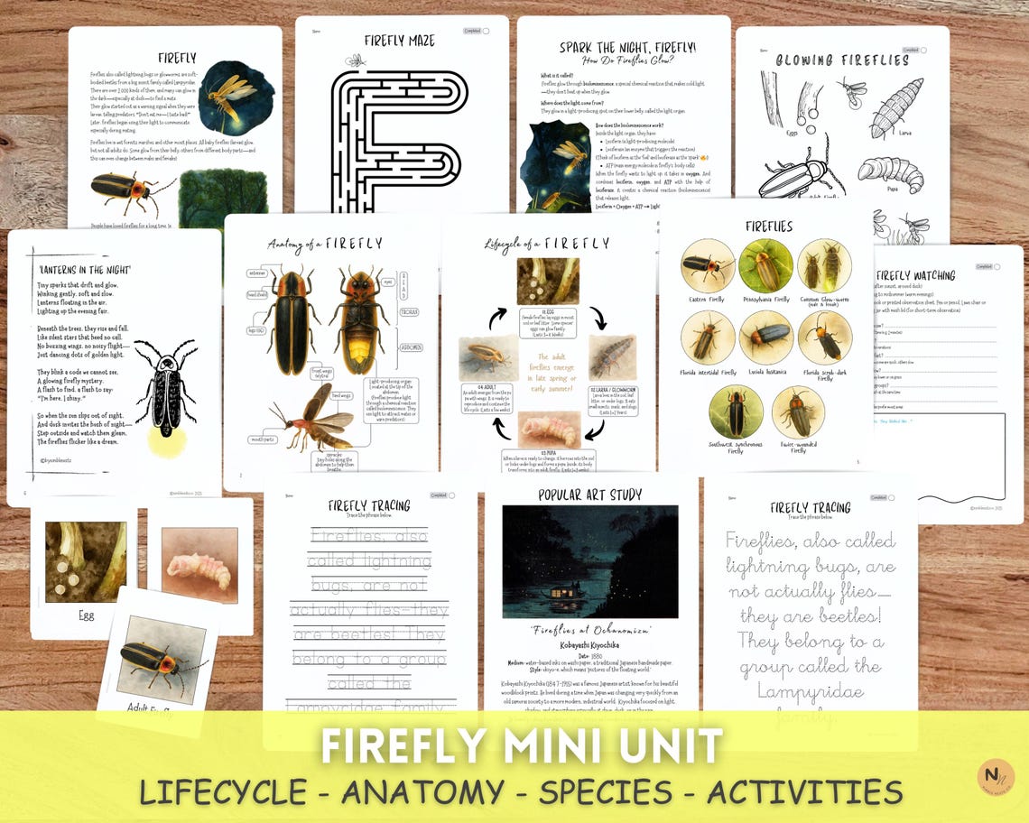 Firefly Unit Study: Anatomy, Lifecycle & Art (PDF Download) - Etsy