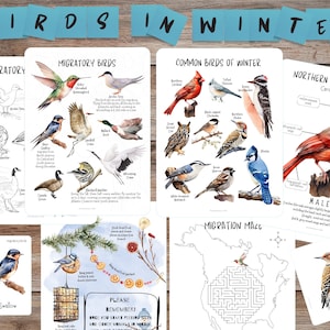 Birds in Winter, Birds Mini Study, Migratory birds, Winter Birds, Northern Cardinal anatomy, Winter Unit study, Bird migration winter