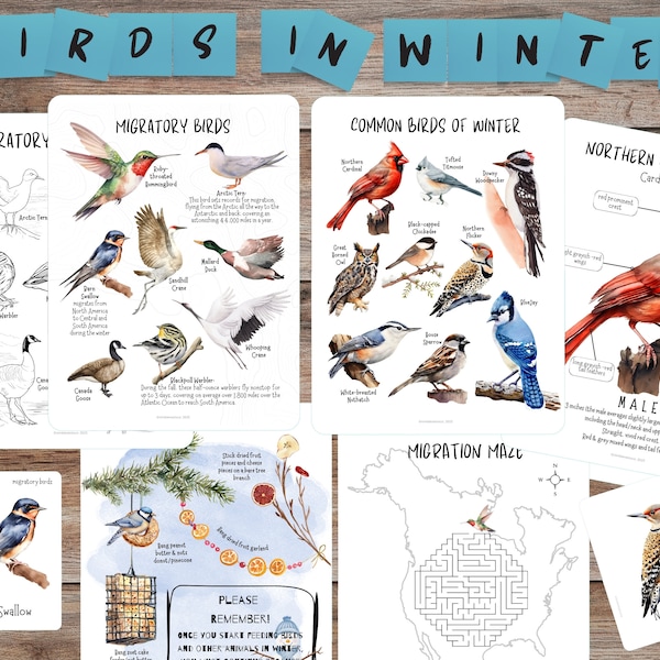 Birds in Winter, Birds Mini Study, Migratory birds, Winter Birds, Northern Cardinal anatomy, Winter Unit study, Bird migration winter
