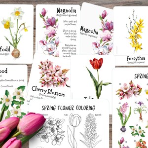 Cartões de flores da primavera, estudo da natureza da primavera, estudo da primavera em casa, cartão flash de flores, estudo da unidade de flores Charlotte Mason, diário da primavera para crianças