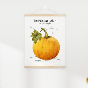 PUMPKIN Anatomy, Parts of a Pumpkin, Pumpkin Mini Study, Fall Activity for Kids, Fall Homeschool ...