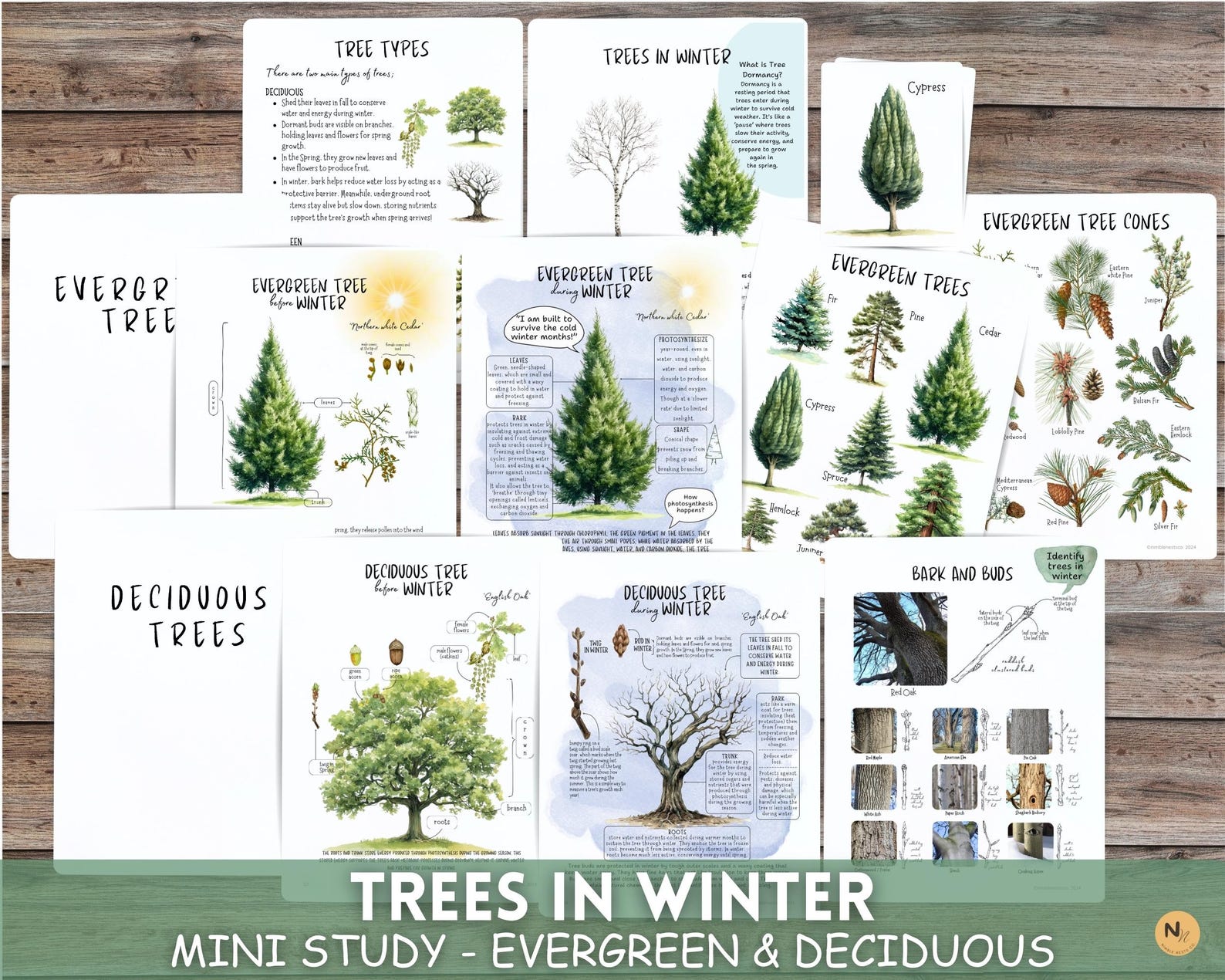 Winter Trees Mini Unit Study: Evergreen & Deciduous (PDF) - Etsy