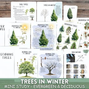 May include: A set of printable educational resources for a mini study on trees in winter. The set includes illustrations of evergreen and deciduous trees, their cones, bark, and buds. The text includes the words "Evergreen Tree in Winter", "Deciduous Tree in Winter", "Evergreen Trees", "Evergreen Tree Cones", "Deciduous Trees", "Bark and Buds", and "Trees in Winter".