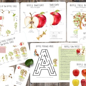 Anatomie van Apple, Levenscyclus van appelboom, Apple ministudie, Herfstactiviteit voor kinderen, Appelboomstudie, Apple levenscycluskaarten, Herfst voor kinderen