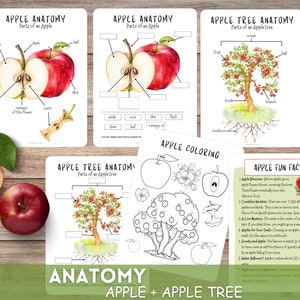 Anatomia della mela, Parti di una MELA, Mini studio sulla mela, Attività autunnale per bambini, Studio del melo, Unità di studio sulla mela, Attività autunnale per bambini