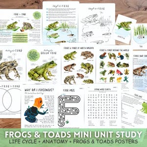 May include: A colourful educational mini unit study for children about frogs and toads. The 20-page booklet includes life cycle, anatomy, and posters of frogs and toads. The pages feature illustrations of frogs and toads, as well as activities like word searches, mazes, and colouring pages.