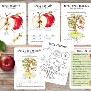 Apple Anatomy, Parts of an APPLE, Apple mini study, Fall activity for kids, Apple tree study, Apple unit study, Autumn activity for kids