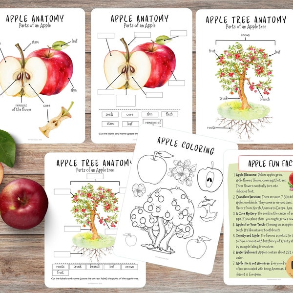 Apple Anatomy, Parts of an APPLE, Apple mini study, Fall activity for kids, Apple tree study, Apple unit study, Autumn activity for kids