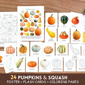 May include: A collection of educational materials featuring 24 pumpkins and squash, including a large poster, individual flash cards, and colouring pages. Each item displays realistic watercolour illustrations or black and white line drawings of various gourd varieties with their corresponding names printed clearly below them.