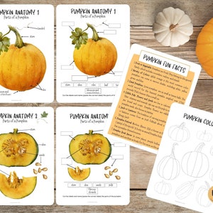Anatomía de la CALABAZA, Partes de una calabaza, Mini estudio de calabaza, Actividad de otoño para niños, Actividad de escuela en casa de otoño, Estudio de unidad de calabaza