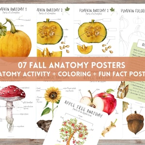 07 Herbst Anatomie Poster, Kürbis Anatomie, Apfel Anatomie, Sonnenblume Anatomie, Eichel Anatomie, Pilz Anatomie, Kürbis Apfel Färbung, Herbst Workbook