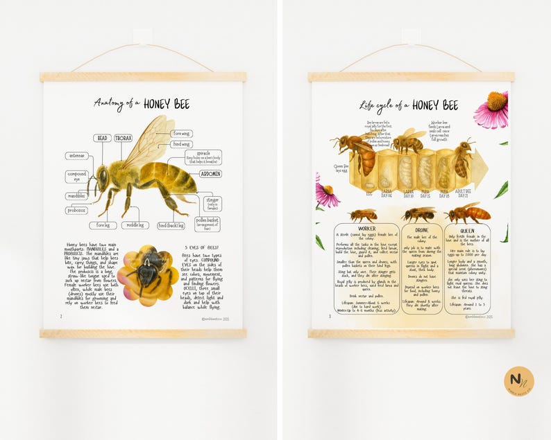 Honey Bee Unit Study: Bee Lifecycle, Anatomy & Pollination (PDF) - Etsy