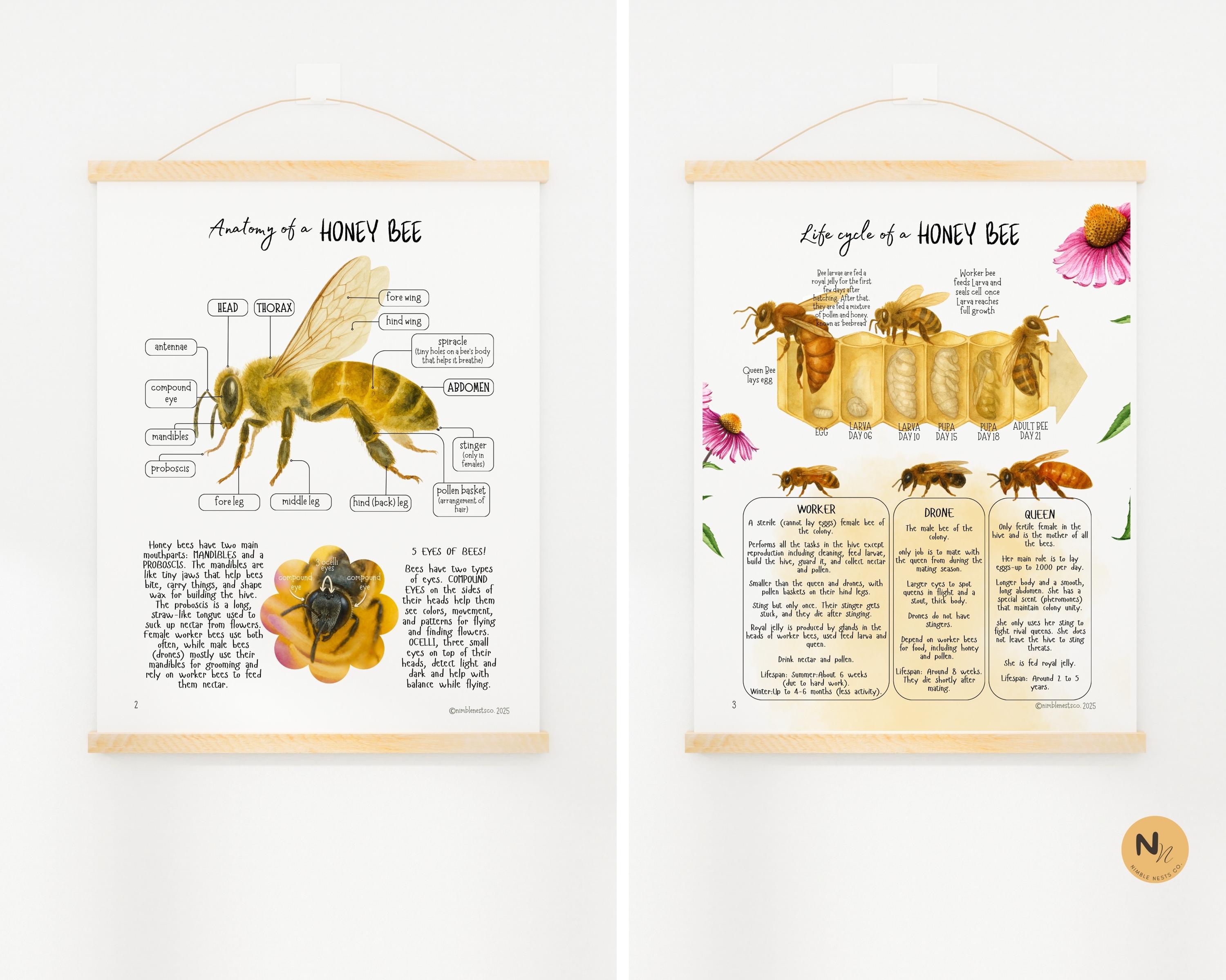 Honey Bee Unit Study: Bee Lifecycle, Anatomy & Pollination (PDF) - Etsy