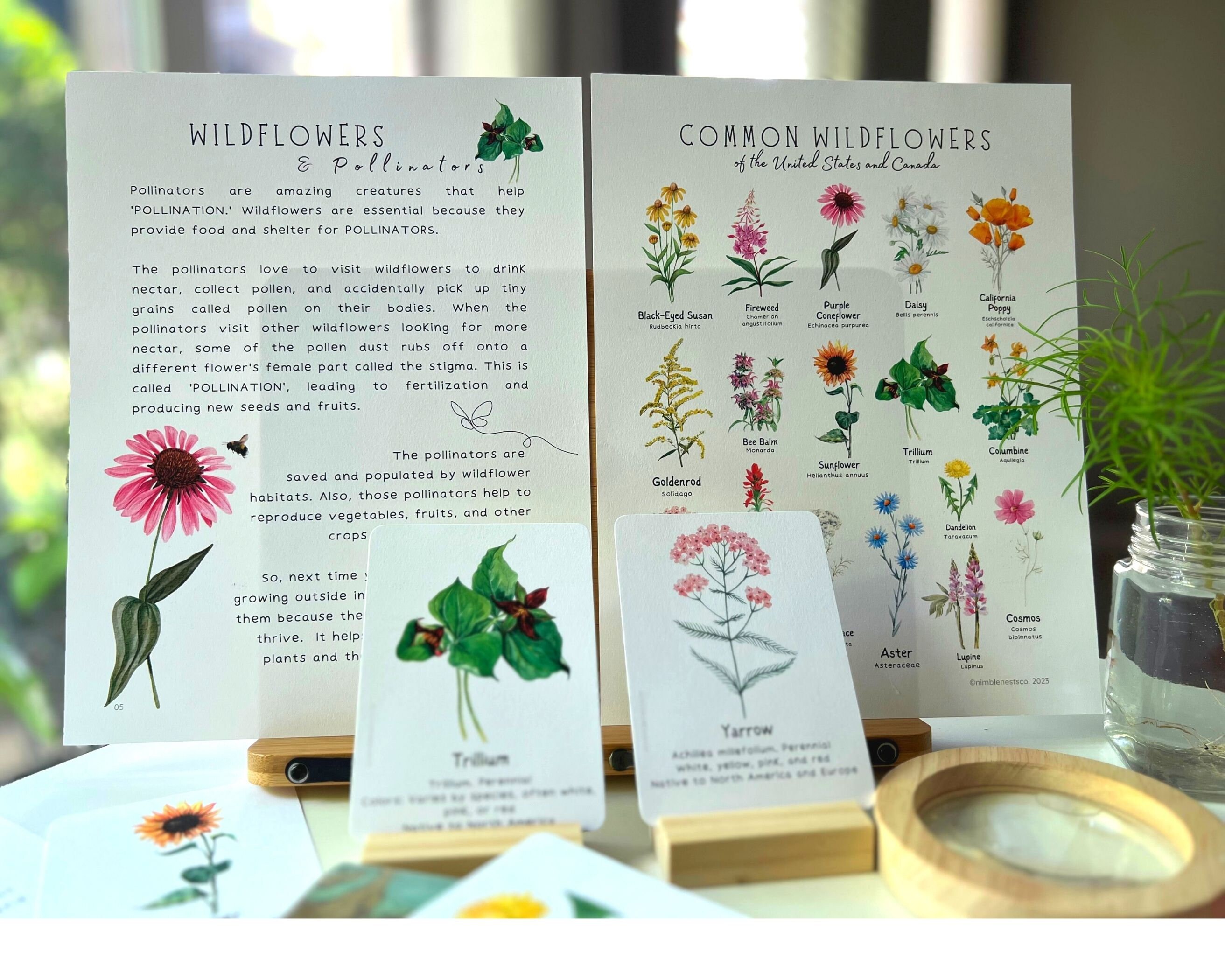 Wildflowers Unit Study Wildflowers and Pollinator Bundle Etsy Canada