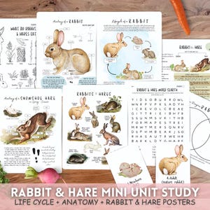Kanin och hare vårens naturstudie: anatomi, livscykel (PDF)
