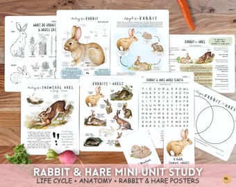 Kaninchen & Hase Frühling Naturstudie: Anatomie, Lebenszyklus (PDF)