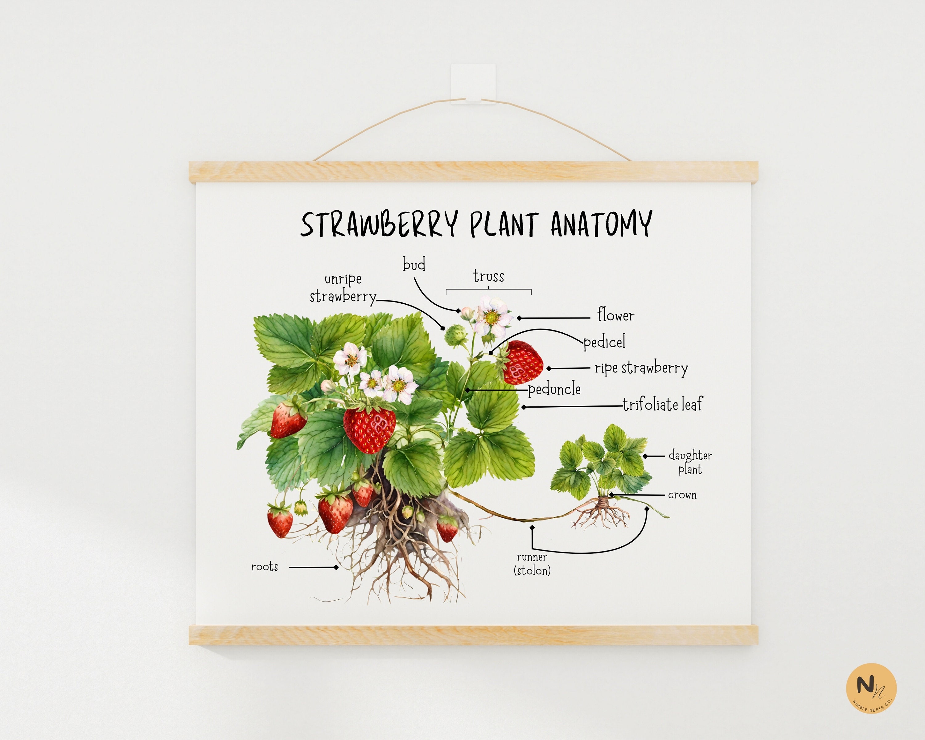 Strawberry Unit Study, Strawberry Anatomy, Strawberry Life Cycle,spring