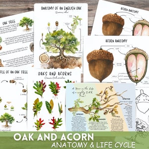 OAK & ACORN Anatomy, Oak life cycle, Tree mini unit study, Homeschool printable,Homeschool Nature Unit,Woodland Study,Oak Tree Learning